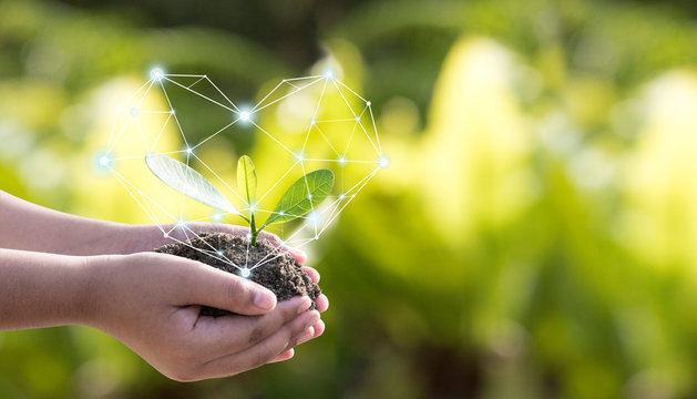 The environment in the hands of the tree planted seedlings is protected by the heart. Green background, bokeh, tree on grassland, nature, forest conservation concept, world conservation concept , fore
