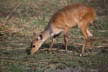 Buschbock / Bushbuck / Tregelaphus scriptus