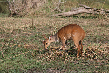 Buschbock / Bushbuck / Tregelaphus scriptus