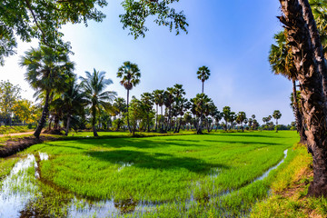 Rice fields and sugar palm trees on the sunny day