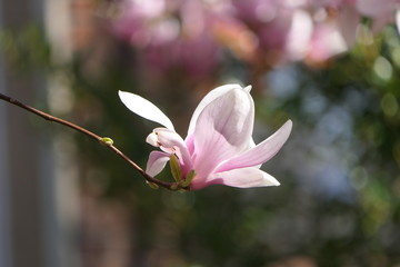 Fototapeta premium Magnolie Blüte