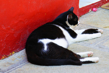 Resting cat, Skopelos, Greece