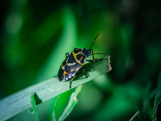 close view of insect on plant leaf and natural green background