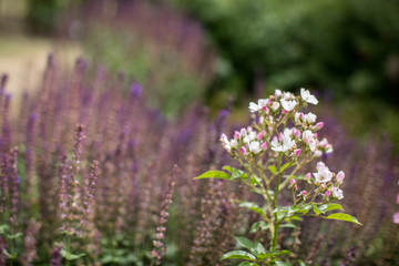Wildröschen mit Katzenminze