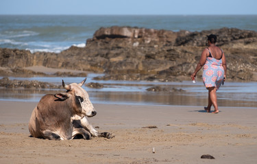 Nguni cow at Second Beach, at Port St Johns on the wild coast in Transkei, South Africa. 
