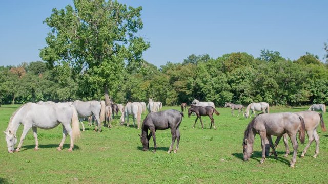 Beautiful horses are outdoors and are eating grass in an open space. Nature is really nice in this time of the year.