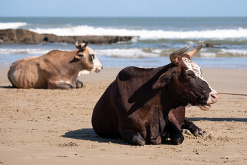 Fototapeta na wymiar Nguni cows at Second Beach, at Port St Johns on the wild coast in Transkei, South Africa.