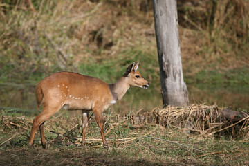 Buschbock / Bushbuck / Tregelaphus scriptus