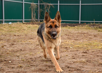 German shepherd guarding the house and the plot.