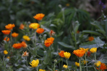 flowers in the garden