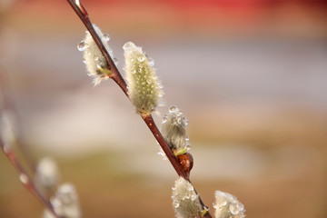 Buds swell, spring has come.
