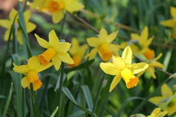 Narzissen Osterglocken