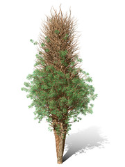 3D Rendering - A tree isolated over a white background for graphic design, illustration image.