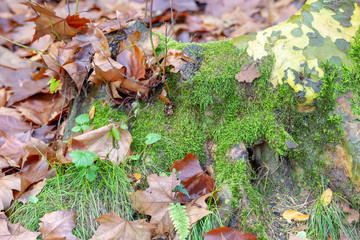 Bosque húmedo mediterráneo