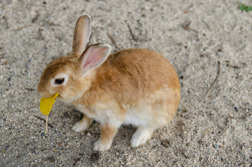 ウサギ