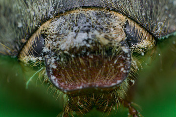 Summer chafer or European june beetle, Amphimallon solstitiale, head closeup