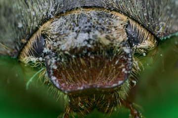 Fototapeta premium Summer chafer or European june beetle, Amphimallon solstitiale, head closeup
