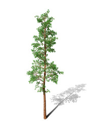 3D Rendering - A tree isolated over a white background for graphic design, illustration image.