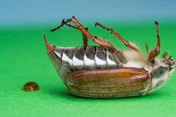 Summer chafer or European june beetle, Amphimallon solstitiale pooping
