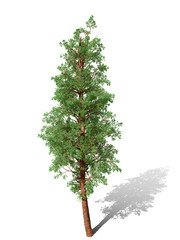 Fototapeta premium 3D Rendering - A tree isolated over a white background for graphic design, illustration image.