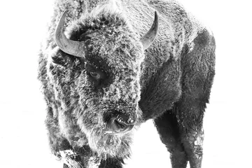 Foto op Plexiglas Buffel Amerikaanse bizon - Frost