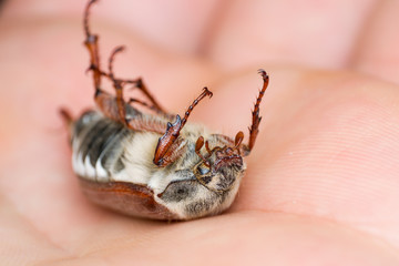 Summer chafer or European june beetle, Amphimallon solstitiale on the skin surface