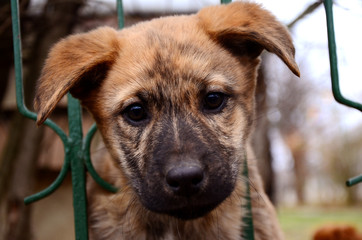 Portrait of a dog peeping out through a fence