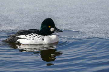 Common Golden Eye Pose