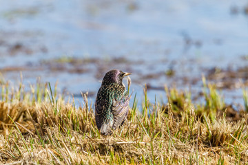 Starling
