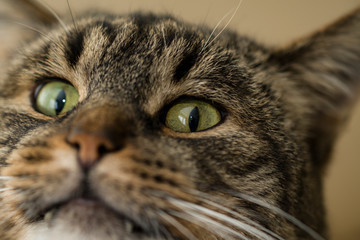 A fragment of the muzzle of a cat. The fragment shows the nose, eyes and ears. Look the cat is cunning.