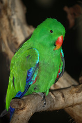Edelpapagei / Eclectus Parrot / Eclectus roratus.