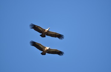 Vautour fauve, Val de Caballeros, Estremadura, Espagne