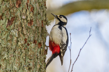 larger woodpecker
