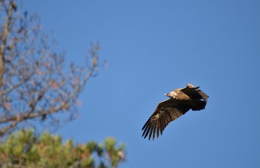 Vautour fauve, Val de Caballeros, Estremadura, Espagne