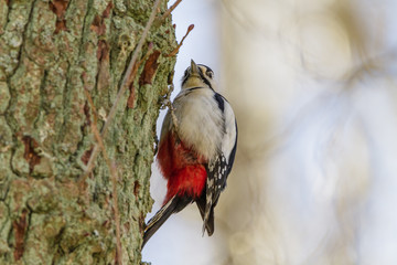 larger woodpecker