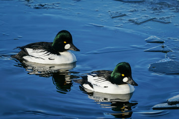 Golden Eye Drakes