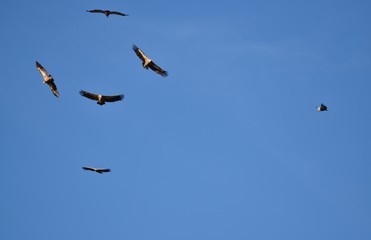 Vautour fauve, Val de Caballeros, Estremadura, Espagne