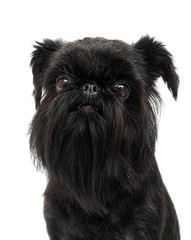 dog breed Belgian Griffon looks