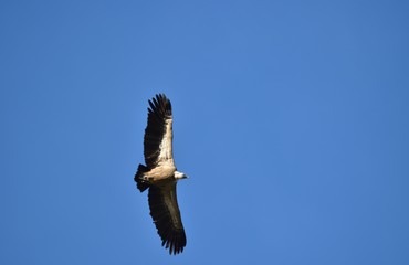Vautour fauve, Val de Caballeros, Estremadura, Espagne