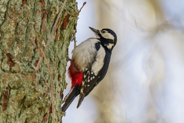 larger woodpecker