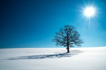 Einzelstehender Baum mit Schatten auf weißer Schneefläche