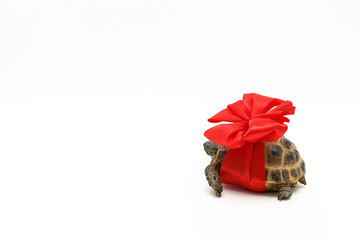 Central Asian tortoise with a red bow, isolated on white background, close-up.