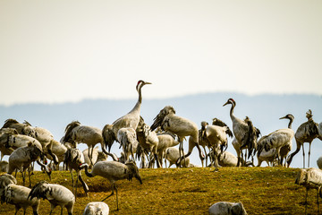 Crane a lot of cranes