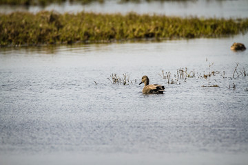 Gadwall