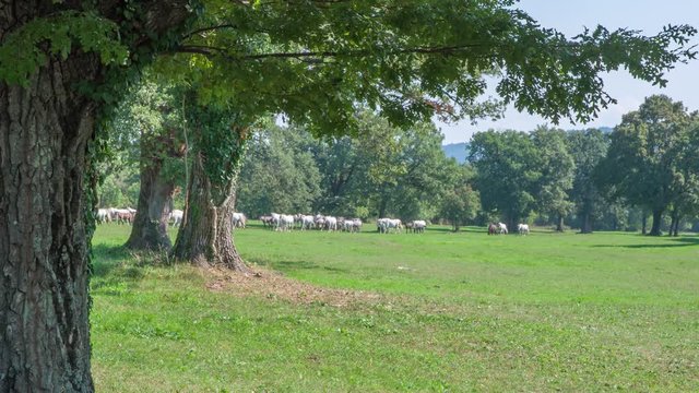 There are many white horses Lipizzaner out on a pasture. It's a nice sunny day in Lipica.