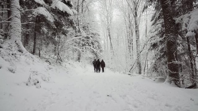 People Doing Ski Touring