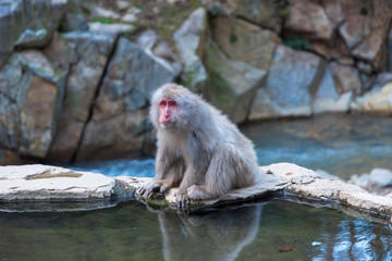温泉と猿