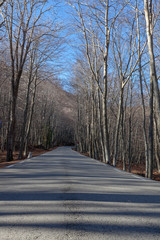 Bosque h&uacute;medo mediterr&aacute;neo