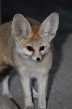 Fennek oder W&uuml;stenfuchs / Fennec Fox / Vulpes zerda - Fennecus zerda