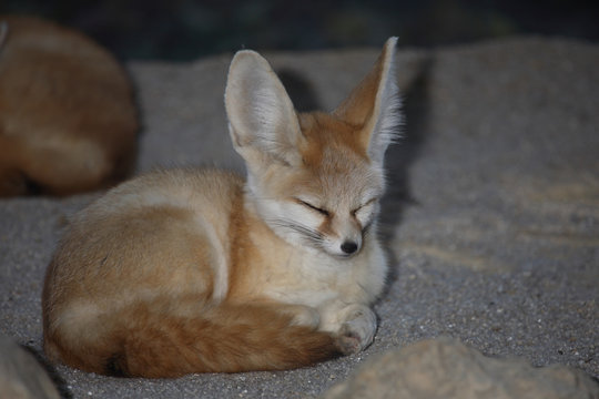 Fennek oder W&uuml;stenfuchs / Fennec Fox / Vulpes zerda - Fennecus zerda